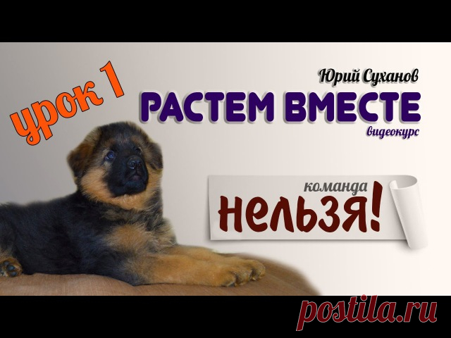 Немецкая овчарка - собака моей мечты