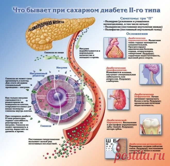 Таблица подсчета хлебных единиц (хе) Как и ГИ таблица подсчета хлебных единиц помогает диабетикам самостоятельно составлять свой ежедневный рацион, поддерживающий норму гликемии крови.