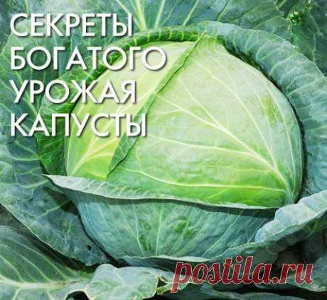 СЕКРЕТЫ БОГАТОГО УРОЖАЯ КАПУСТЫ