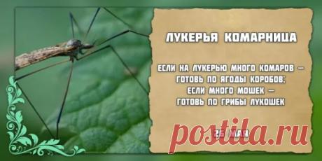 Поздравляю с началом по-настоящему теплых дней! Пусть в твоем доме всегда будет уютно, а жизнь жужжит исключительно от приятных новостей. Открытки на Лукерья Комарница!