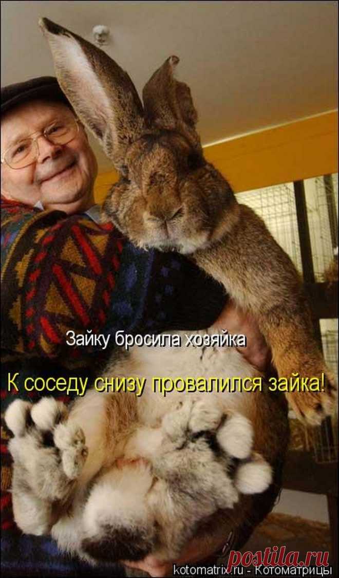 Кошачьи хиты