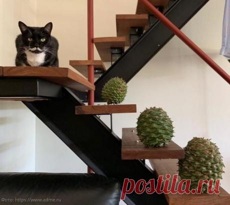 10 фотографий животных, которые сорвали куш в генетике