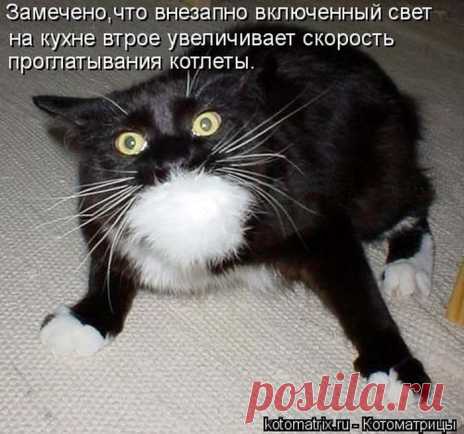 Лучшие картинки от Котоматрицы | Писец - приколы интернета