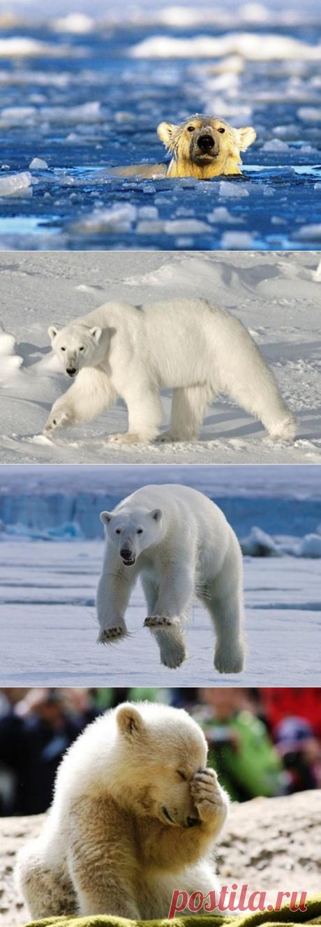 Обычная жизнь белых медведей - Познавай