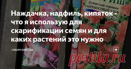 Наждачка, надфиль, кипяток - что я использую для скарификации семян и для каких растений это нужно Прочные семена финиковой пальмы удобнее надпиливать надфилем, а вот семена душистого горошка я обрабатывала другим способом. В пластмассовую баночку из-под майонеза я вложила ленту из строительной шкурки абразивной стороной внутрь. А дальше просто – засыпать семена, закрыть крышку, и энергично потрясти «погремушку».