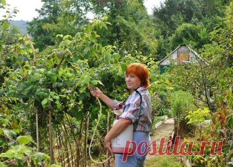 Секреты хорошего урожая малины / малина / 7dach.ru