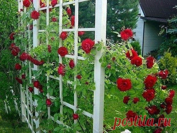 Супер средство для защиты роз
