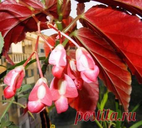 Губернатор, монах и бегония коралловая