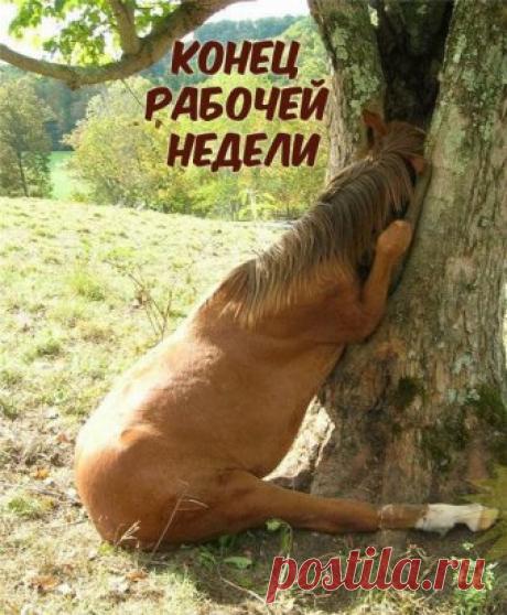 День последний на неделе 
Незаметно к нам идёт 
Ждал его, и каждый верил,
Непременно доползёт!