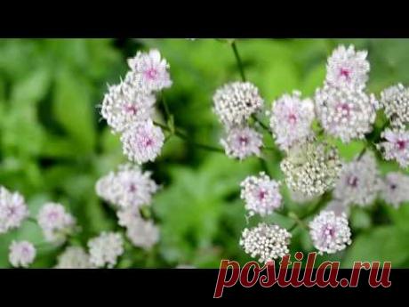 Луговые цветы – это отдельный и многогранный мир. В силу своей простоты он прекрасен и непостижим. Трудно поверить, что такая красота создается сама по себе. Над ней не трудятся дизайнеры, подбирая сорта по цветам и месторасположению, но всегда, когда мы оказываемся в поле с луговыми цветами, мы не может налюбоваться и надышаться этим чудом природы.