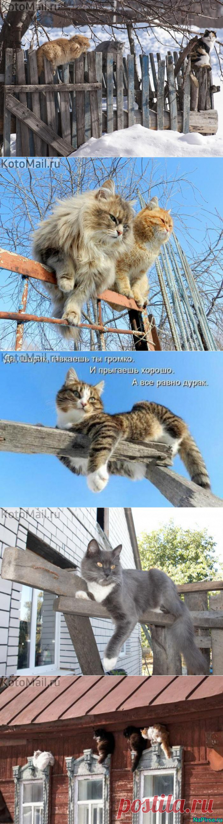 Скучно у нас на деревне! | KotoMail.ru