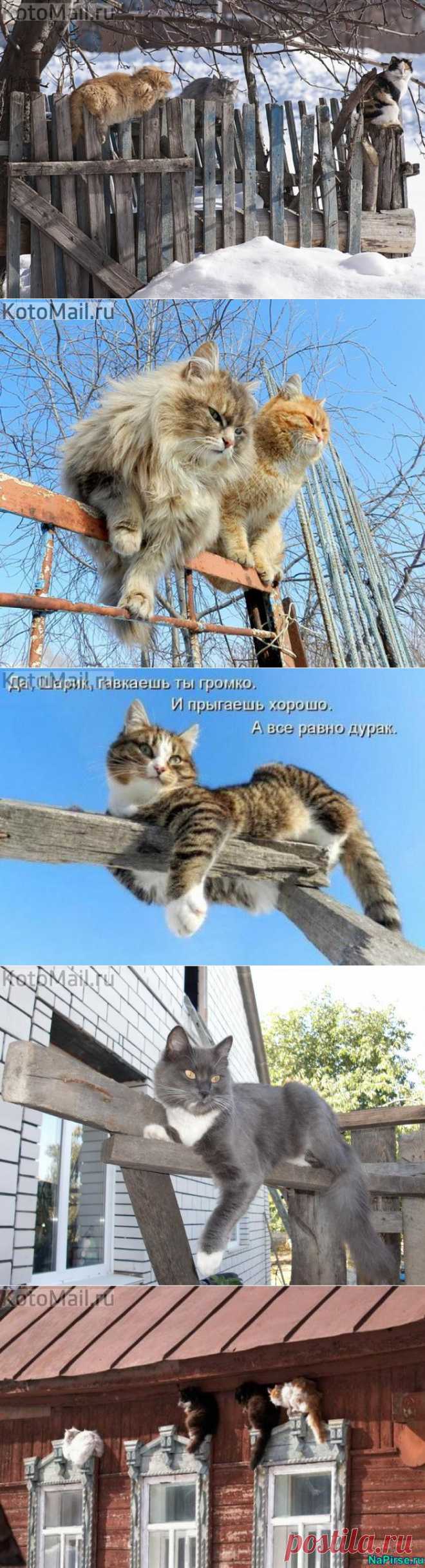 Скучно у нас на деревне! | KotoMail.ru