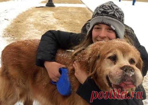 Доброта спасем мир - трогательная история золотистого ретривера | Дай лапку