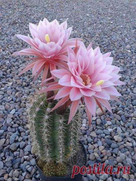 trichocereus pseudocandicans | Pinterest • Всемирный каталог идей