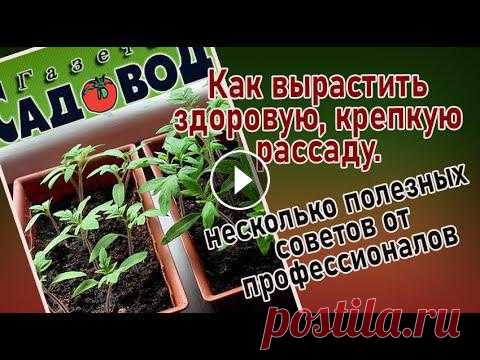 КАК ВЫРАСТИТЬ КРЕПКУЮ, ЗДОРОВУЮ РАССАДУ. Несколько советов от профессионалов Советы от специалистов, которые помогут вырастить здоровую рассаду. Досмотрите до конца, и вы услышите советы от Алисы Рудольфовны Гринталь, канд. био...