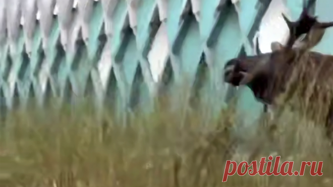 Москвичи сняли на видео лося, гулявшего у станции МЦК. В Москве у станции центрального кольца (МЦК) "Белокаменная" прохожие заметили крупного лося, который спокойно щипал траву рядом с дорогой. Видео с животным опубликовал Telegram-канал "Москвач". Сообщается, что лося ...