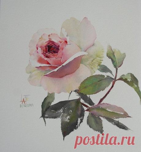 Художник La Fe. Нежная акварель: розы