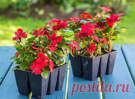 Посев цветов на рассаду по Лунному календарю 2016 года