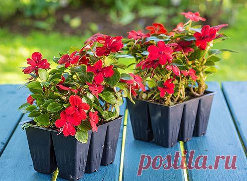 Посев цветов на рассаду по Лунному календарю 2016 года на Supersadovnik.ru