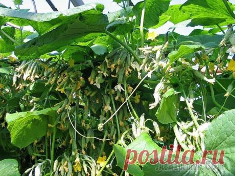 Кустовой огурец: виды, особенности выращивания