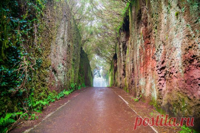 Природные и рукотворные поразительные аллеи со всего света | Все о туризме и отдыхе