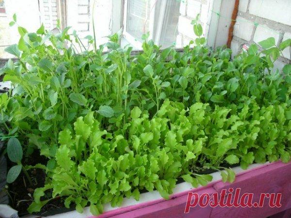 Грядки... на кухне!