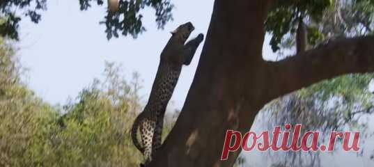 Короткое видео, которое наглядно демонстрирует суровые африканские законы: если ты пятнистая кошка-одиночка, сумевшая удачно поохотиться и избежать претензий гиен на собственный ужин, его у тебя все равно в мгновение ока отберёт заклятый враг.