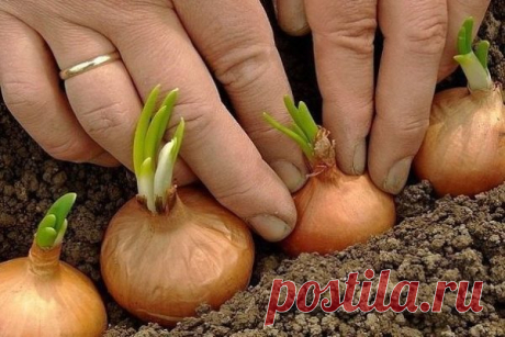 Полное собрание дачных хитростей для садоводов! – БУДЬ В ТЕМЕ