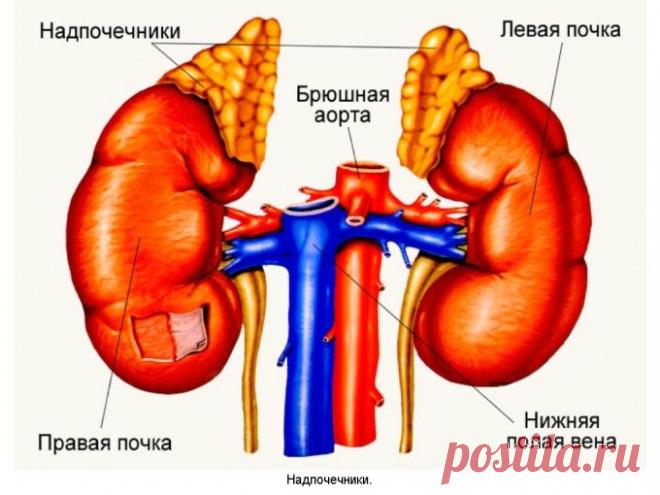 Очищение почек