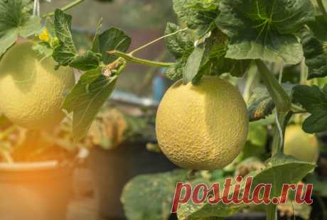 Выращивание дыни в холодных регионах: 3 условия и 3 сорта
