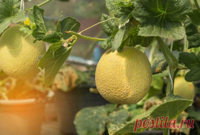 Выращивание дыни в холодных регионах: 3 условия и 3 сорта