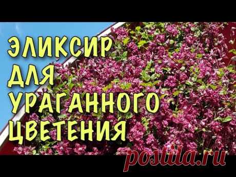 ХВАТИТ МУЧИТЬ КЛЕМАТИСЫ! Пролейте их МОЛОКОМ! Превратятся В МОЩНЫЕ ЛИАНЫ С ЦВЕТАМИ!