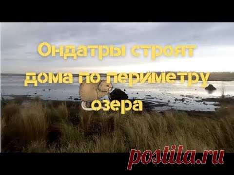 Домики ондатры по периметру озера напоминают  виллы на берегу моря - YouTube