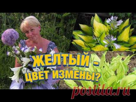 Жёлтые хосты, виридесцентные и лютесцентные сорта