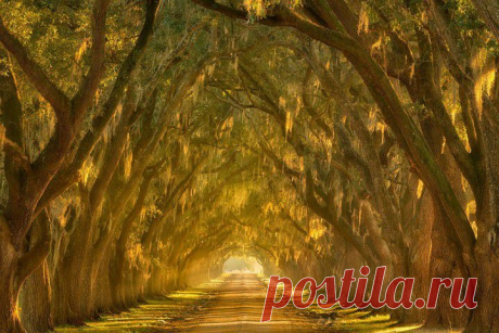 Дубовая аллея. Луизиана