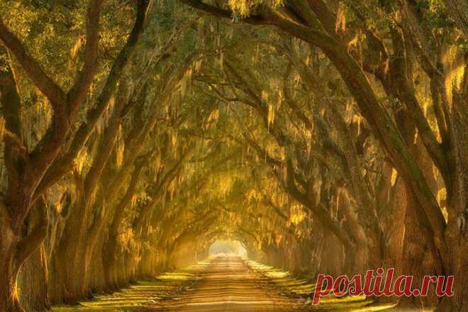 Дубовая аллея. Луизиана