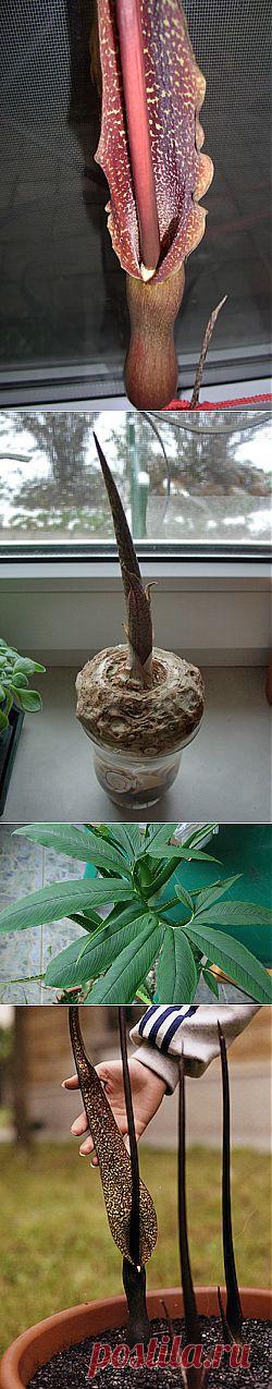 Сауроматум пятнистый | Самоцветик