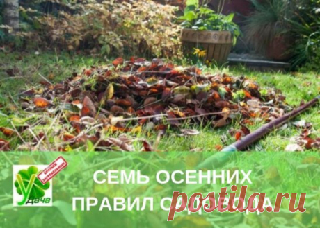 УДАЧНЫЕ СОВЕТЫ: 7 ОСЕННИХ ПРАВИЛ САДОВОДА 
********************************************** 
ПРАВИЛО 1: Сбор опавшей листвы и падалицы, пораженной болезнями и вредителями 
Если вы не занимались до сих пор Природным Земледелием (ПЗ), не обрабатывали деревья биопрепаратами, рекомендуем удалить опавшую листву с участка. 
Зараженную листву и падалицу нельзя складывать в компостные кучи, иначе компост может стать рассадником болезней и вредителей. 
Советуем вам применять методы Природного Земледели