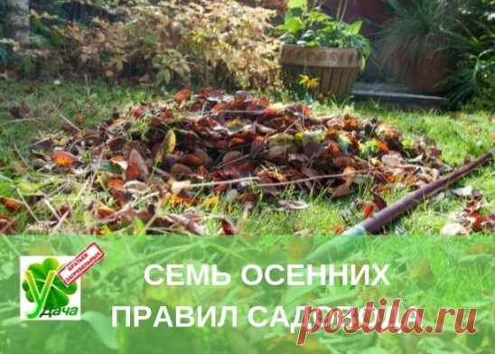 УДАЧНЫЕ СОВЕТЫ: 7 ОСЕННИХ ПРАВИЛ САДОВОДА 
********************************************** 
ПРАВИЛО 1: Сбор опавшей листвы и падалицы, пораженной болезнями и вредителями 
Если вы не занимались до сих пор Природным Земледелием (ПЗ), не обрабатывали деревья биопрепаратами, рекомендуем удалить опавшую листву с участка. 
Зараженную листву и падалицу нельзя складывать в компостные кучи, иначе компост может стать рассадником болезней и вредителей. 
Советуем вам применять методы Природного Земледели