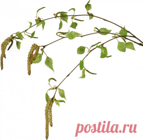 Плейкаст «Со Святой Троицей!!!»