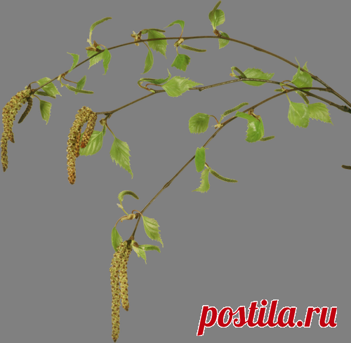 Плейкаст «Со Святой Троицей!!!»