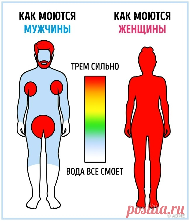 16 отличий мужчин и женщин в инфографике