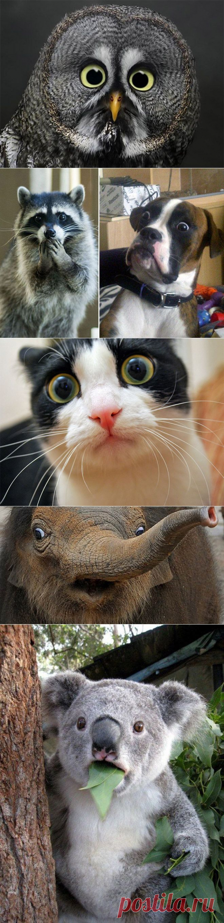 Animals In Complete Astonishment | The Poke