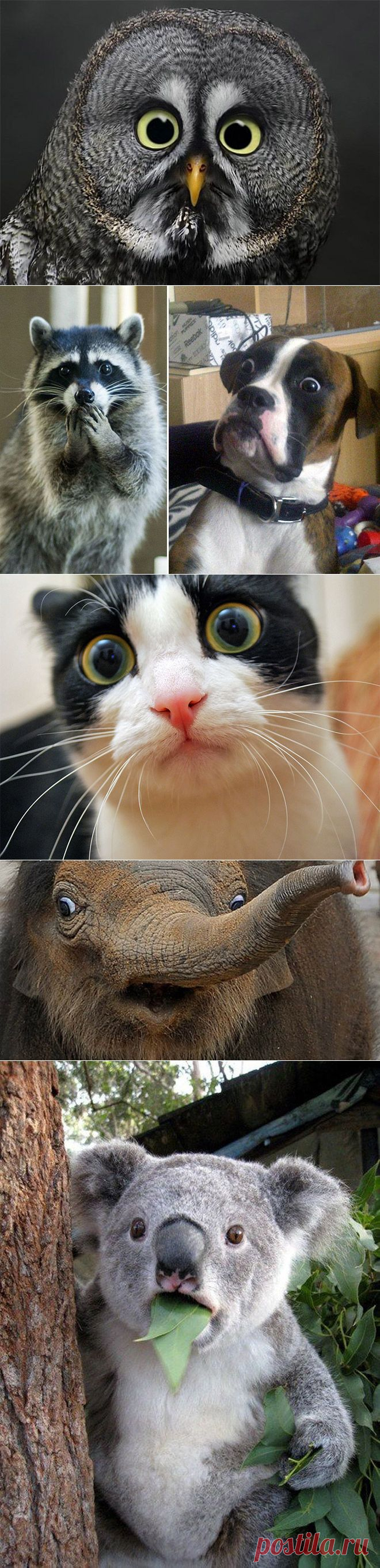 Animals In Complete Astonishment | The Poke