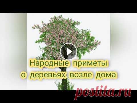 Деревья-обереги дома Не делай этого никогда чтобы в доме было счастье Посадите это дерево возле дома как оберег #оберегидома #дерево #оберег #дом #семья #благополучие...