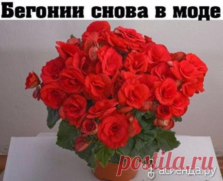 Бегонии: Группа Комнатные растения