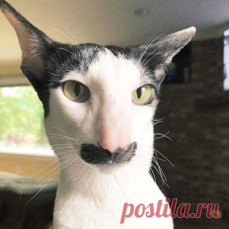 Васо Котидзе)