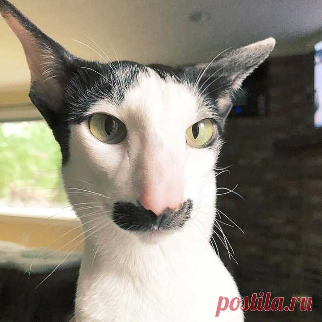Васо Котидзе)