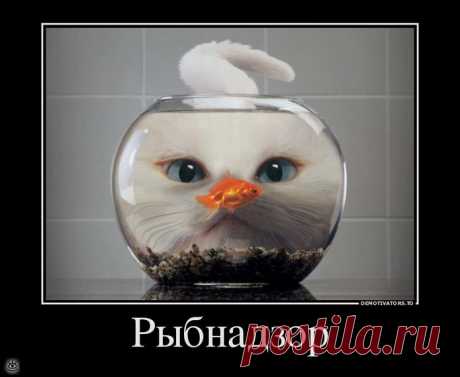 Будь реалистом!, 37 смешных фото приколов