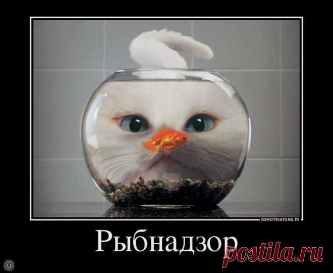 Будь реалистом!, 37 смешных фото приколов